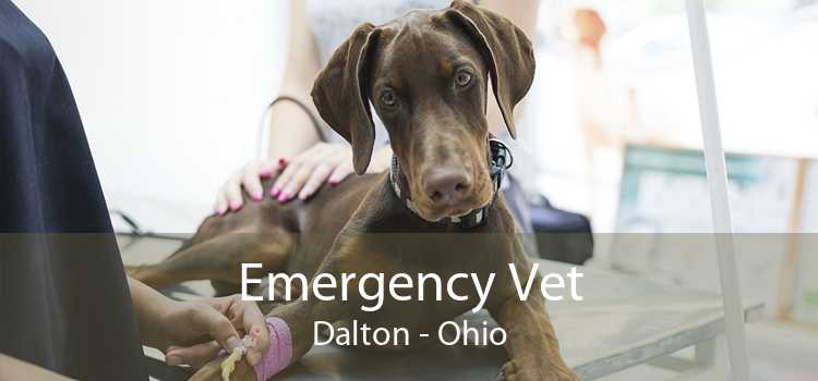 Emergency Vet Dalton - Ohio