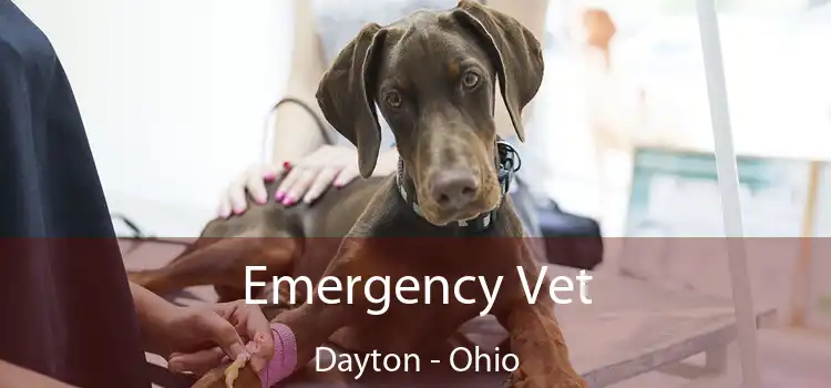 Emergency Vet Dayton - Ohio