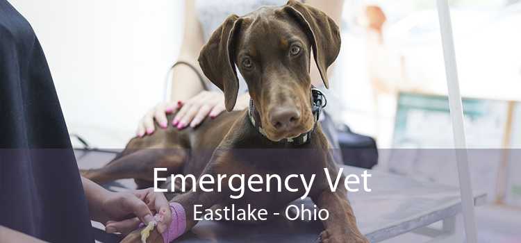 Emergency Vet Eastlake - Ohio