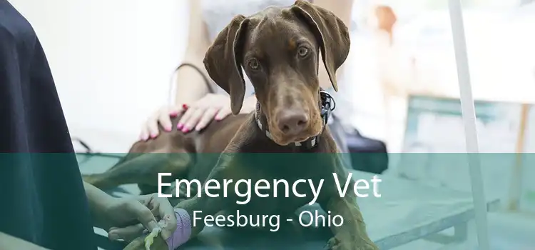 Emergency Vet Feesburg - Ohio