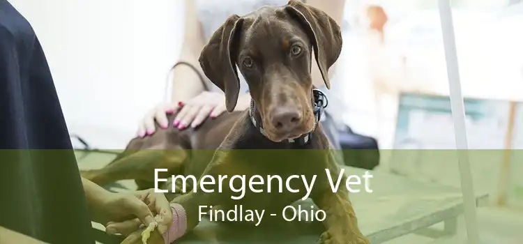 Emergency Vet Findlay - Ohio