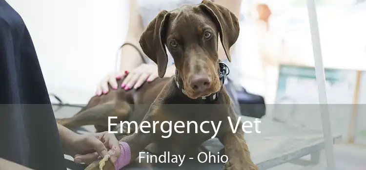 Emergency Vet Findlay - Ohio