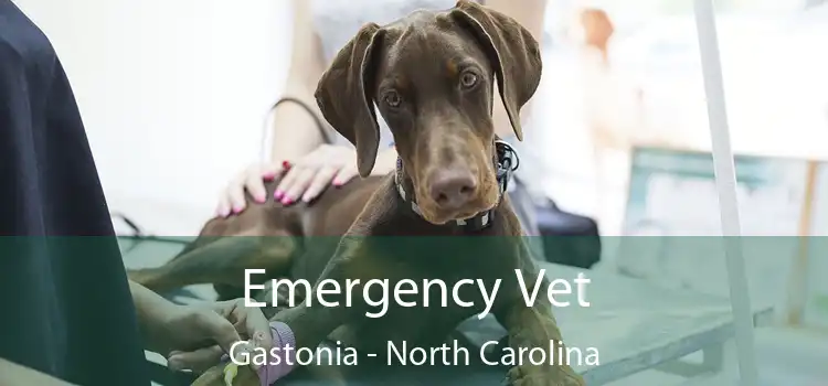 Emergency Vet Gastonia - North Carolina