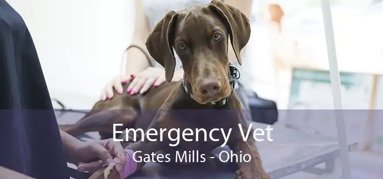Emergency Vet Gates Mills - Ohio