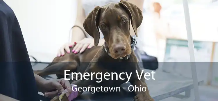 Emergency Vet Georgetown - Ohio