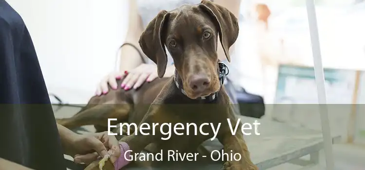 Emergency Vet Grand River - Ohio