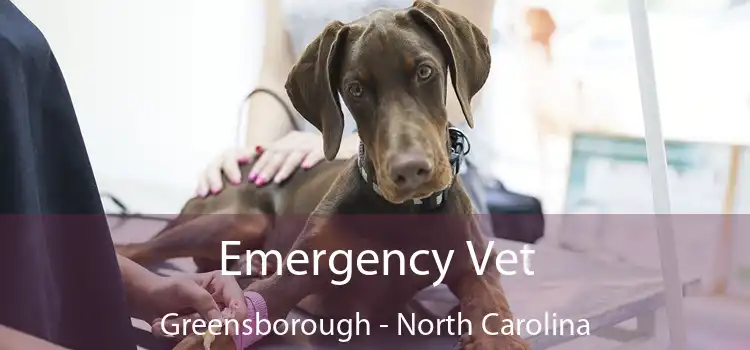 Emergency Vet Greensborough - North Carolina