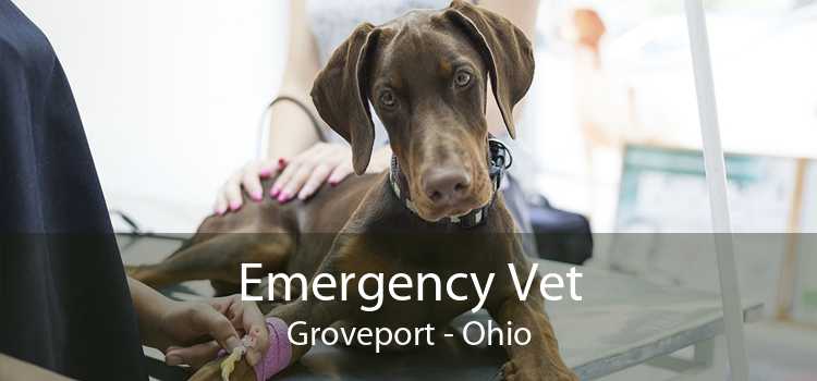 Emergency Vet Groveport - Ohio