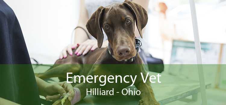 Emergency Vet Hilliard - Ohio