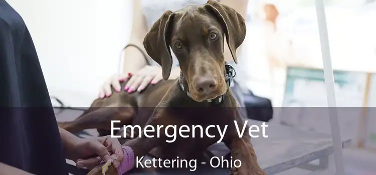 Emergency Vet Kettering - Ohio