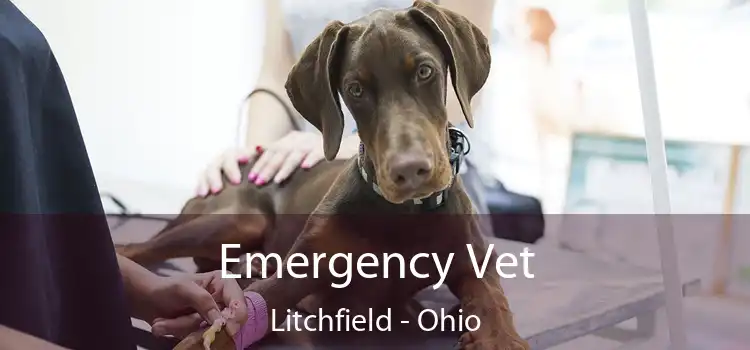 Emergency Vet Litchfield - Ohio