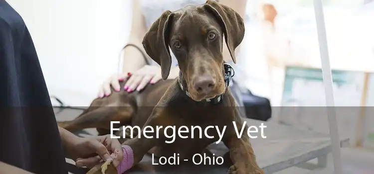 Emergency Vet Lodi - Ohio