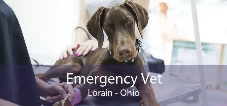 Emergency Vet Lorain - Ohio