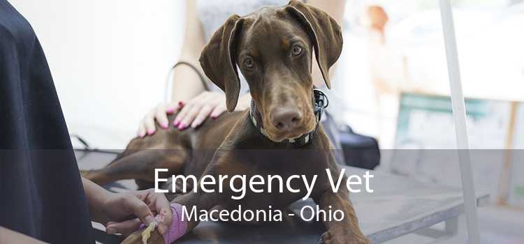 Emergency Vet Macedonia - Ohio