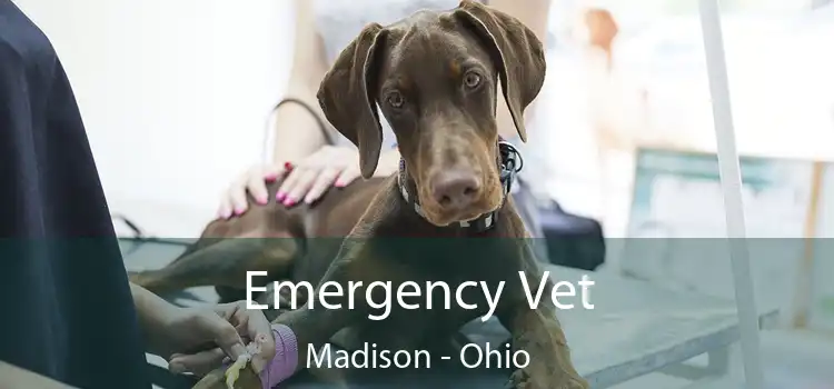 Emergency Vet Madison - Ohio