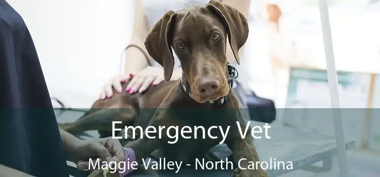 Emergency Vet Maggie Valley - North Carolina