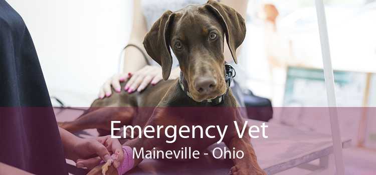 Emergency Vet Maineville - Ohio
