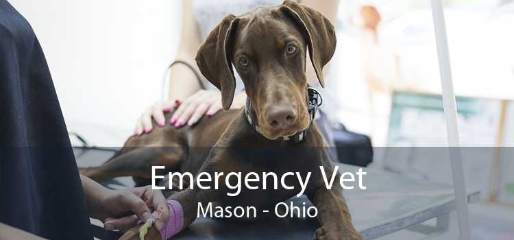 Emergency Vet Mason - Ohio