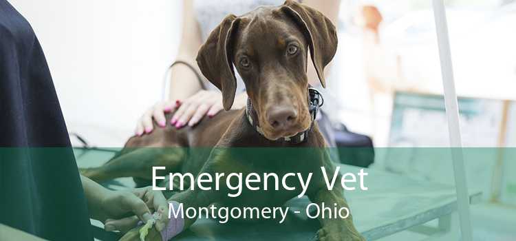 Emergency Vet Montgomery - Ohio