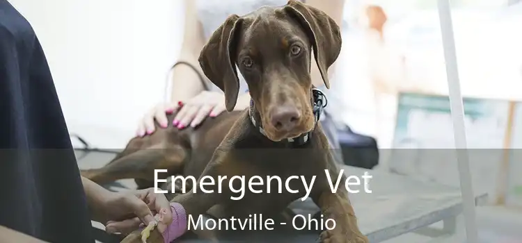 Emergency Vet Montville - Ohio