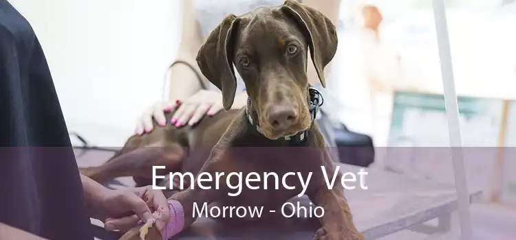 Emergency Vet Morrow - Ohio