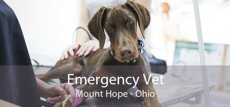 Emergency Vet Mount Hope - Ohio
