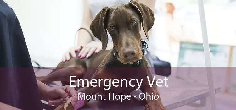 Emergency Vet Mount Hope - Ohio