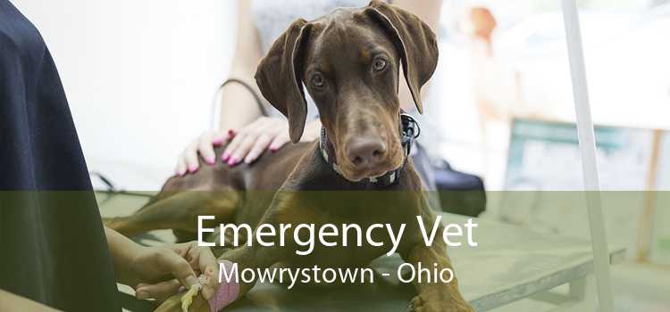 Emergency Vet Mowrystown - Ohio