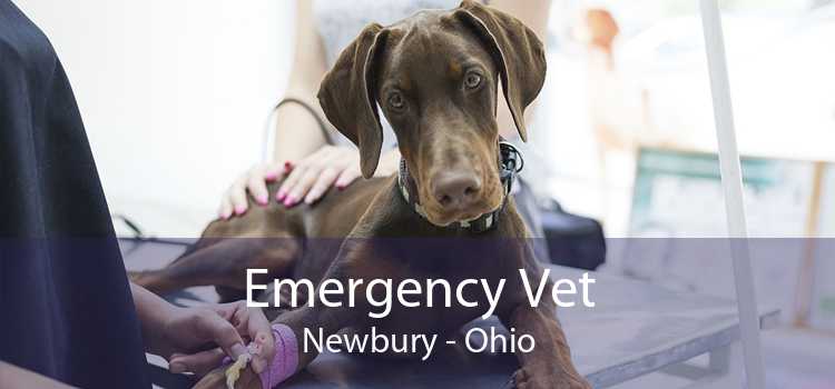 Emergency Vet Newbury - Ohio