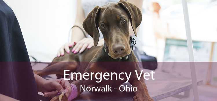 Emergency Vet Norwalk - Ohio