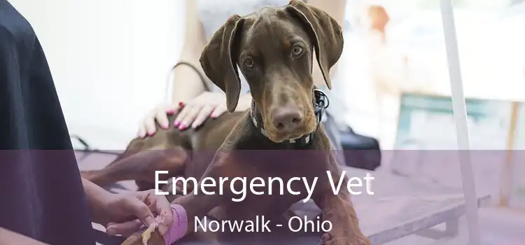 Emergency Vet Norwalk - Ohio