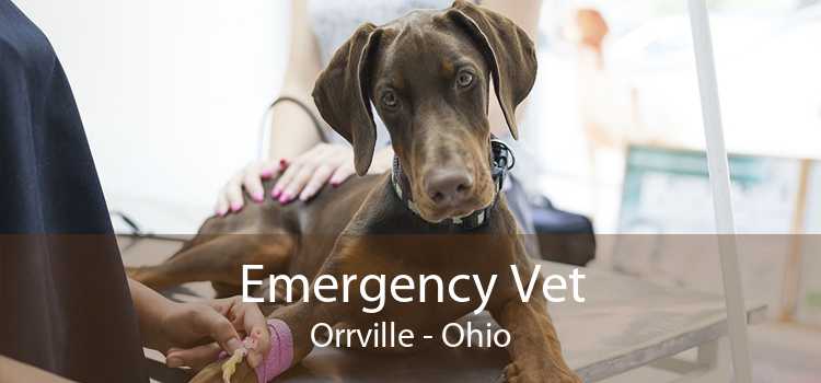 Emergency Vet Orrville - Ohio