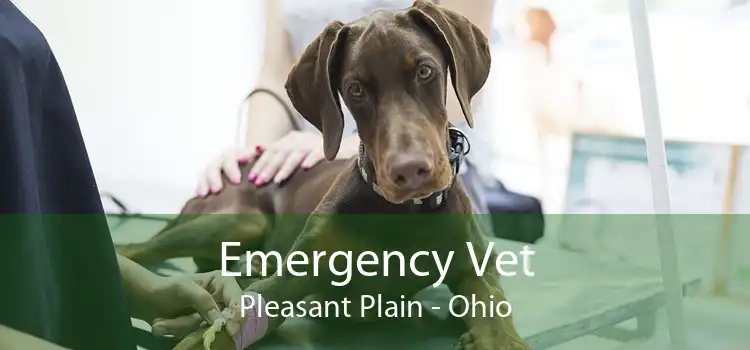 Emergency Vet Pleasant Plain - Ohio