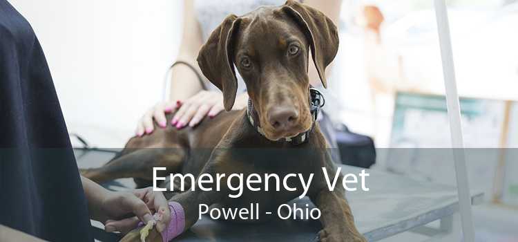 Emergency Vet Powell - Ohio