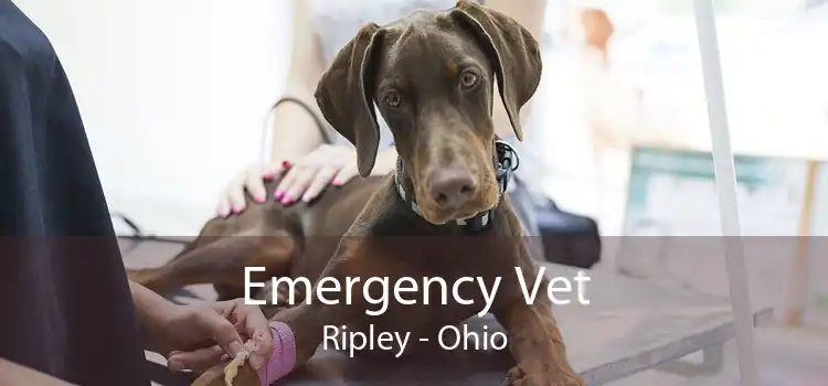 Emergency Vet Ripley - Ohio