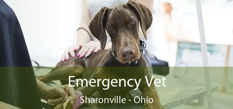 Emergency Vet Sharonville - Ohio