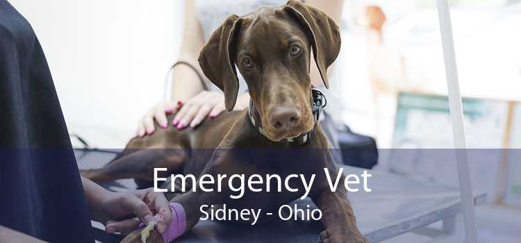 Emergency Vet Sidney - Ohio