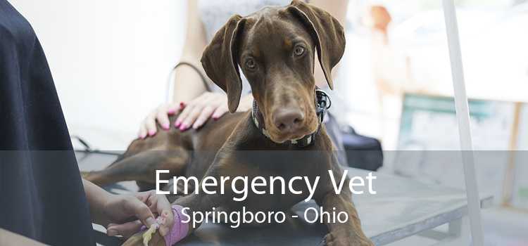 Emergency Vet Springboro - Ohio
