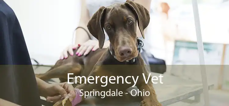 Emergency Vet Springdale - Ohio