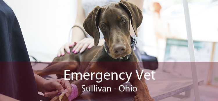 Emergency Vet Sullivan - Ohio