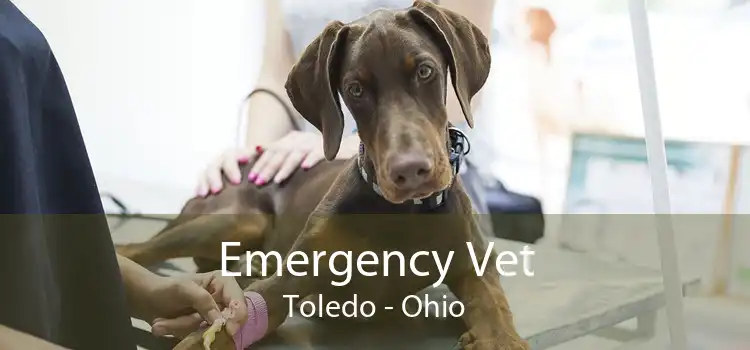 Emergency Vet Toledo - Ohio