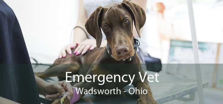 Emergency Vet Wadsworth - Ohio