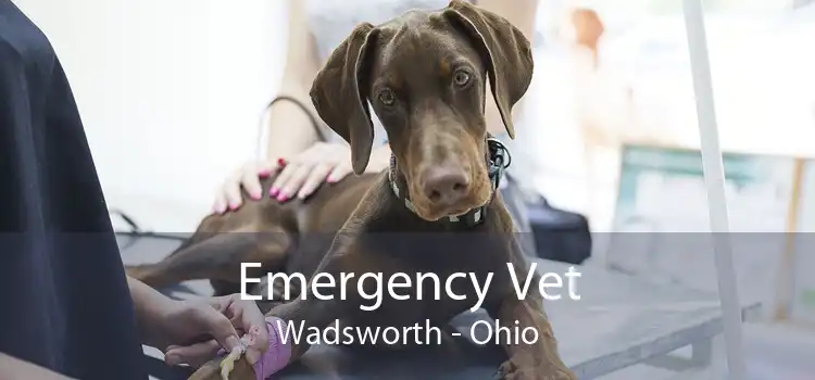 Emergency Vet Wadsworth - Ohio