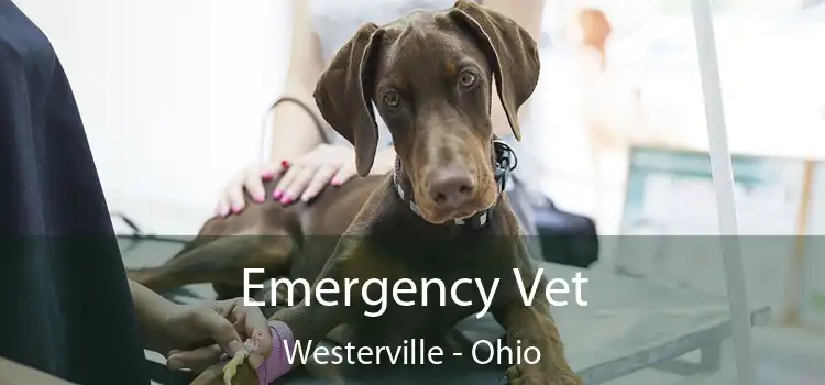Emergency Vet Westerville - Ohio