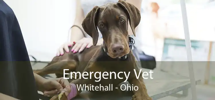 Emergency Vet Whitehall - Ohio