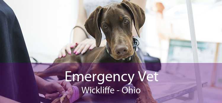 Emergency Vet Wickliffe - Ohio