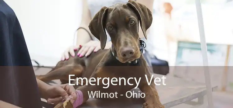 Emergency Vet Wilmot - Ohio