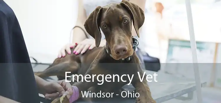 Emergency Vet Windsor - Ohio