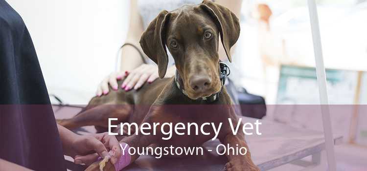 Emergency Vet Youngstown - Ohio
