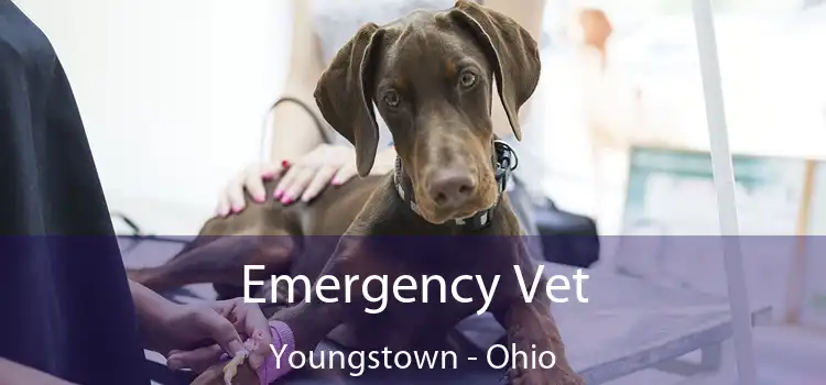 Emergency Vet Youngstown - Ohio
